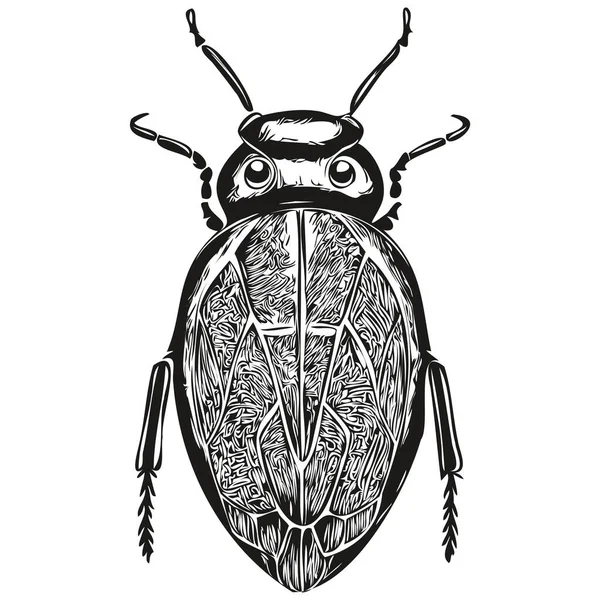 Käfer Skizzenhaft Grafisches Käferporträt Auf Weißem Hintergrund Käfer — Stockvektor