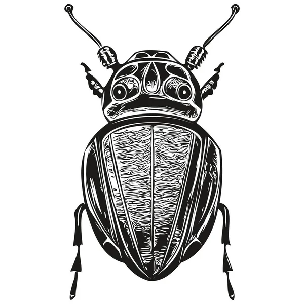 Beetle Vector Illustration Line Art Drawing Black White Beetle — Stock Vector