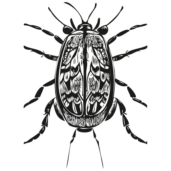 Stock vector beetle vector illustration line art drawing black and white beetle