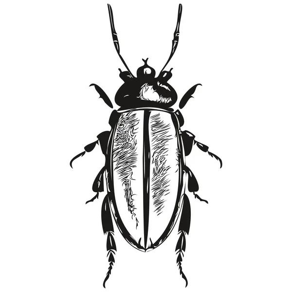 Beetle Vintage Illustration Schwarz Weißer Vektor Art Beetle — Stockvektor