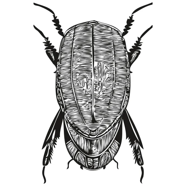 Blanco Negro Pintura Lineal Dibujar Escarabajo Vector Ilustración Escarabajo — Archivo Imágenes Vectoriales