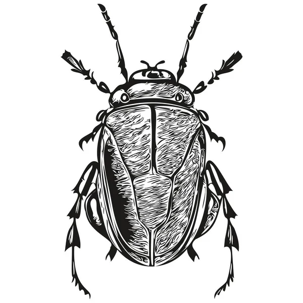 Engrave Beetle Illustration Vintage Hand Drawing Style Beetle — Stock Vector