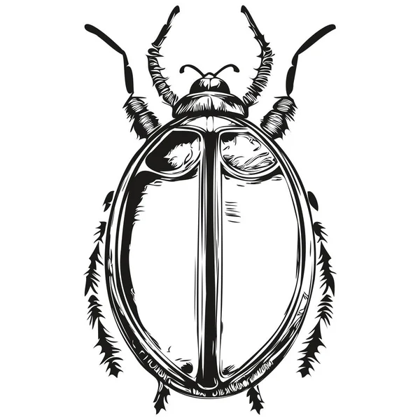 Ilustrasi Kumbang Dalam Gaya Menggambar Tangan Kuno Kumbang - Stok Vektor