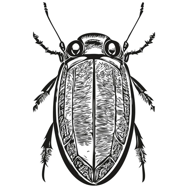 Beetle Illustration Vintage Handzeichnung Stil Käfer Gravieren — Stockvektor