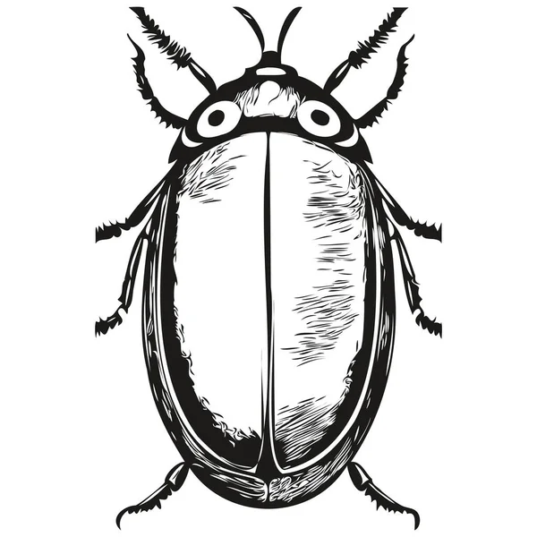 面白い漫画甲虫 線画イラストインクスケッチ甲虫 — ストックベクタ