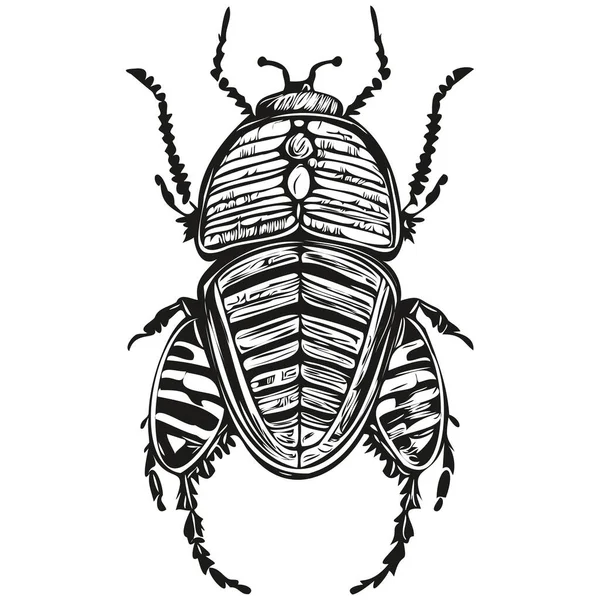 Funny Cartoon Beetle Line Art Illustration Ink Sketch Beetle — Stock Vector