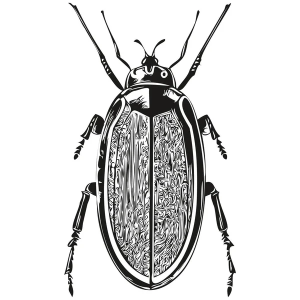Beyaz Arka Planda Çizimi Bir Böcek Böcek — Stok Vektör
