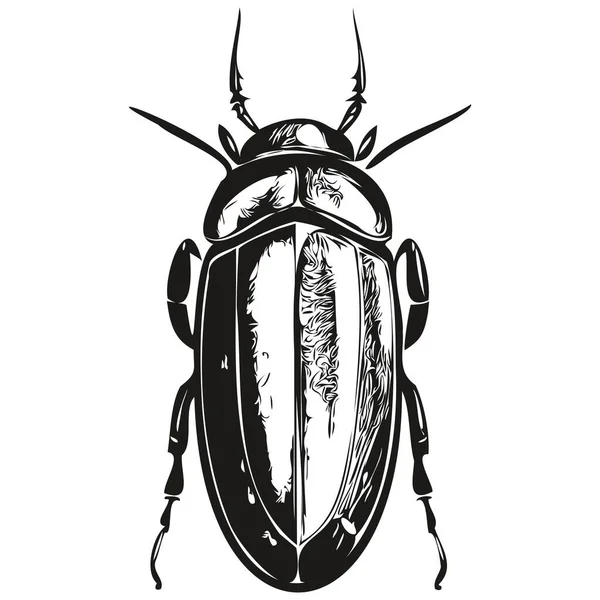 Hand Drawn Beetle Vector Illustration Black White Beetle — Stock Vector