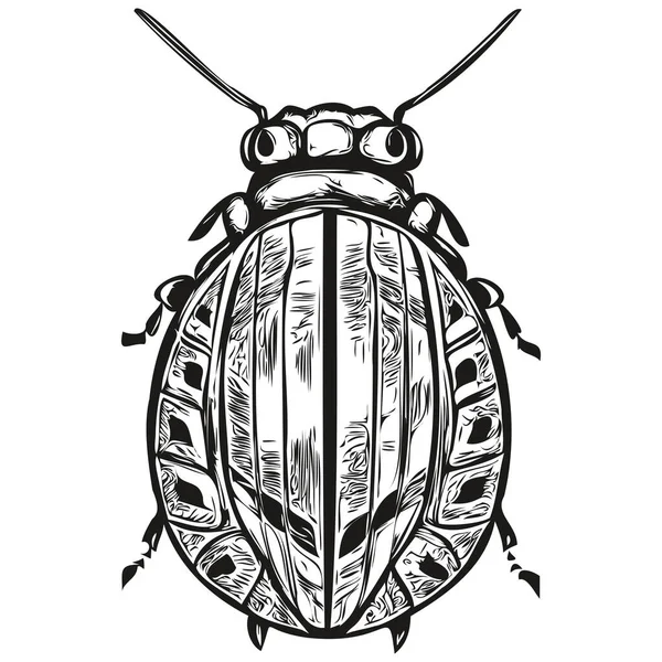Hand Drawn Cartoon Beetle Vector Vintage Illustration Beetle — Stock Vector