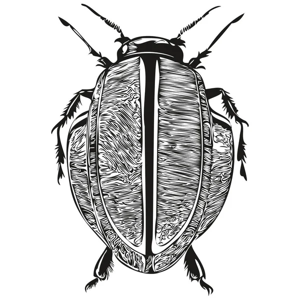 Kids Hand Drawn Nursery Poster Beetle Animal Beetle — Stock Vector