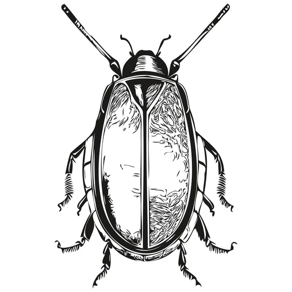 Gerçekçi Böcek Vektörü Çizimi Hayvan Çizimi Böceği — Stok Vektör