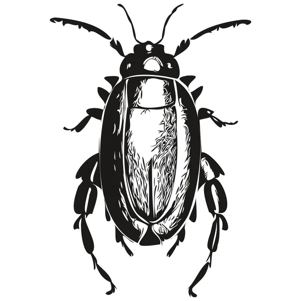 Realistic Beetle Vector Hand Drawn Animal Illustration Beetle — Stock Vector
