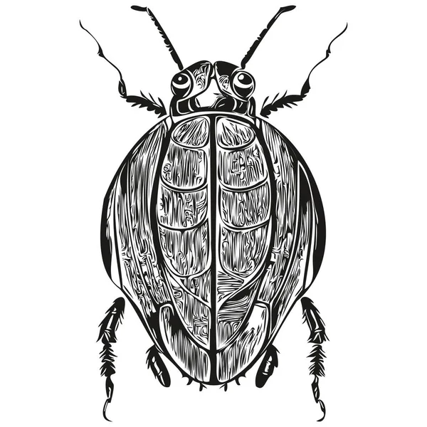 Vektorbild Der Silhouette Eines Käfers Auf Weißem Hintergrund Käfer — Stockvektor