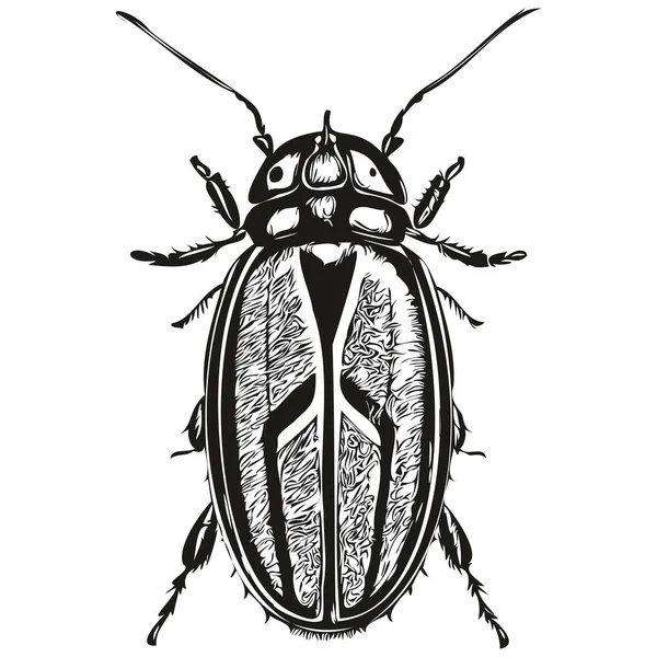 白色背景下甲虫轮廓的矢量图像 — 图库矢量图片