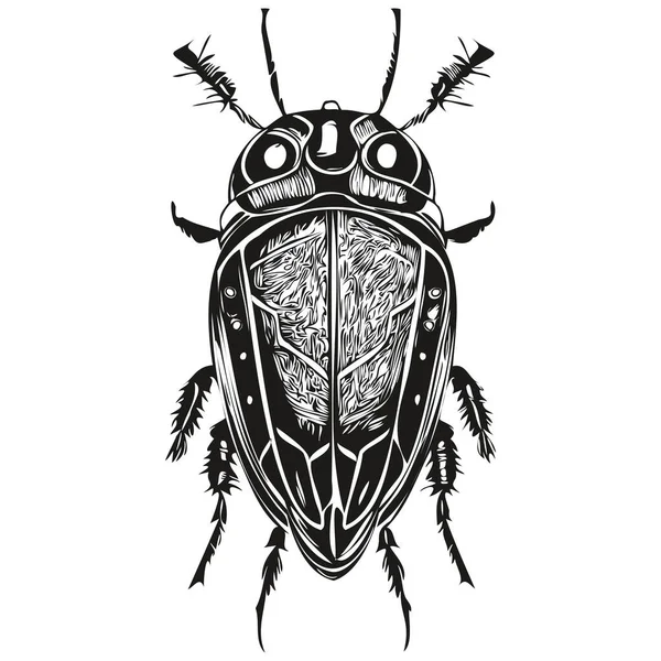 Vintage Grabado Escarabajo Aislado Ilustración Corte Tinta Escarabajo Boceto — Archivo Imágenes Vectoriales