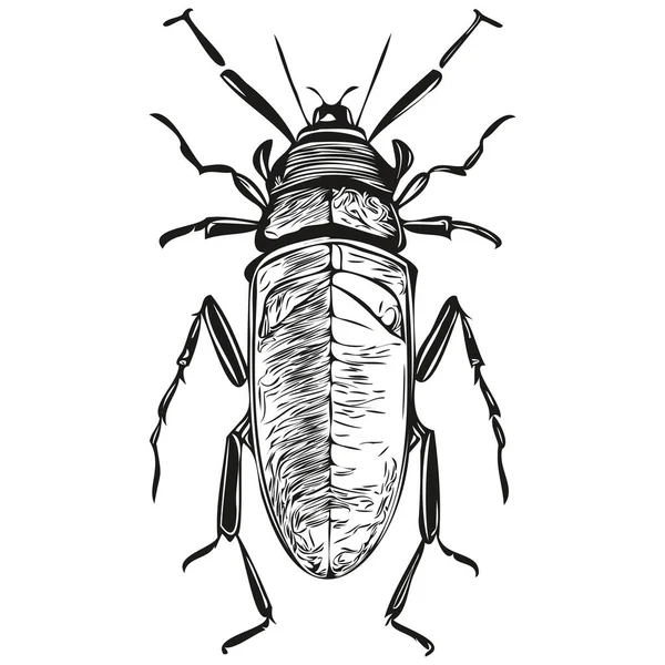 Esboços Bugs Contorno Com Fundo Transparente Bug Ilustração Desenhado Mão —  Vetores de Stock
