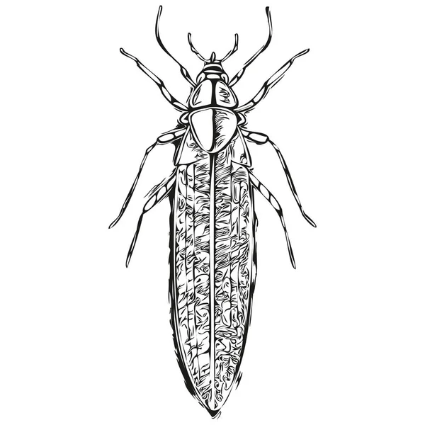 Bug Skitchy Γραφικό Πορτρέτο Ενός Bug Λευκό Φόντο Bug — Διανυσματικό Αρχείο