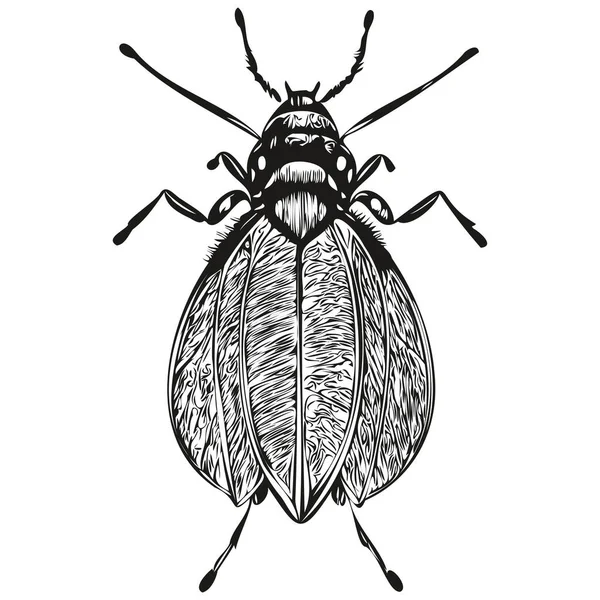 Bug Sketchy Graphic Portrait Bug White Background Bug — Stock Vector