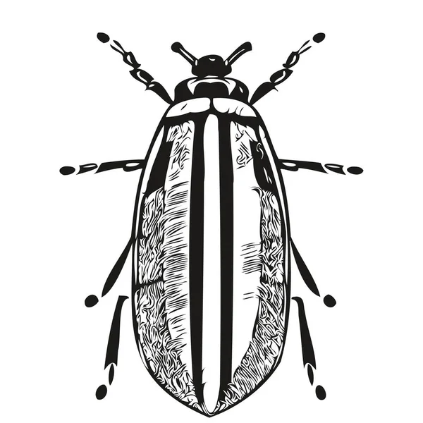 Bug Vektor Illustration Linie Kunst Zeichnung Schwarz Und Weiß Bug — Stockvektor