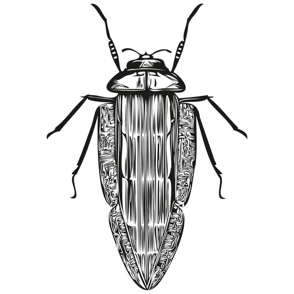 Graveren Bug Illustratie Vintage Hand Tekening Stijl Bug — Stockvector