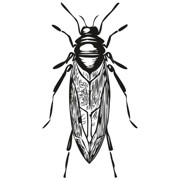 Gravure Illustration Bug Dans Style Dessin Main Vintage Bug — Image vectorielle