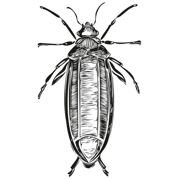 Bug Cartone Animato Divertente Linea Arte Illustrazione Inchiostro Schizzo Bug — Vettoriale Stock