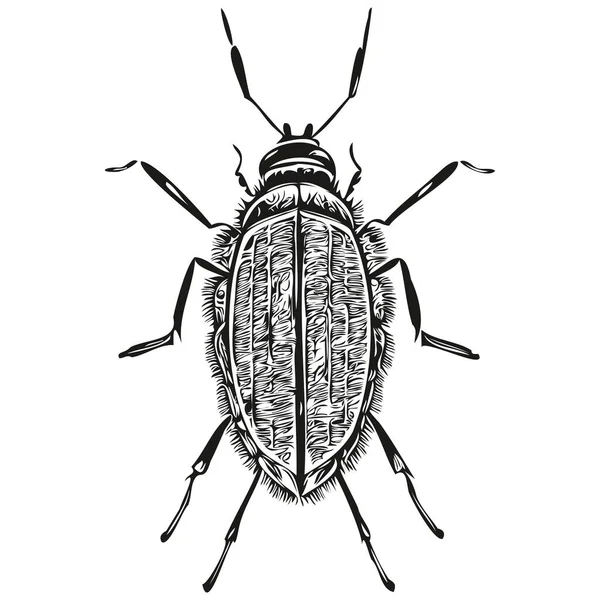 Handgezeichneter Käfer Auf Weißem Hintergrund Käfer — Stockvektor