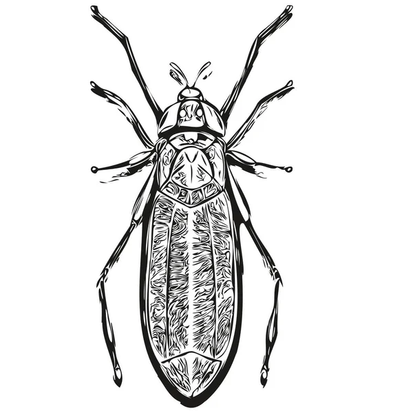手工绘制的Bug 矢量插图黑白Bug — 图库矢量图片