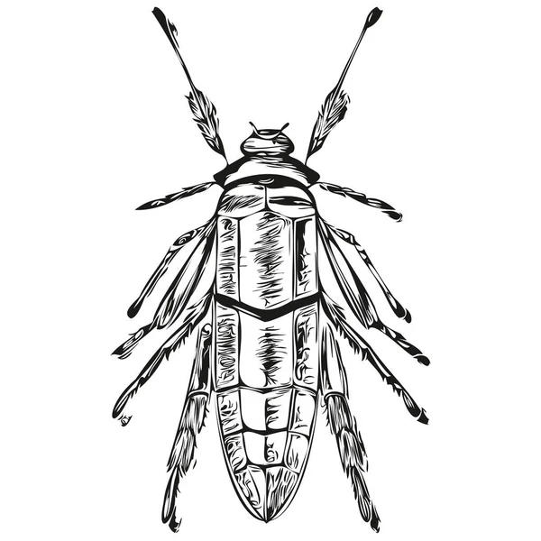 Handgetekende Bug Een Witte Achtergrond Bug — Stockvector