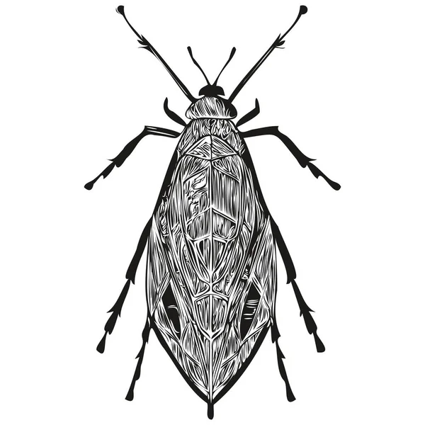 Bug Disegnato Mano Illustrazione Vettoriale Bug Bianco Nero — Vettoriale Stock