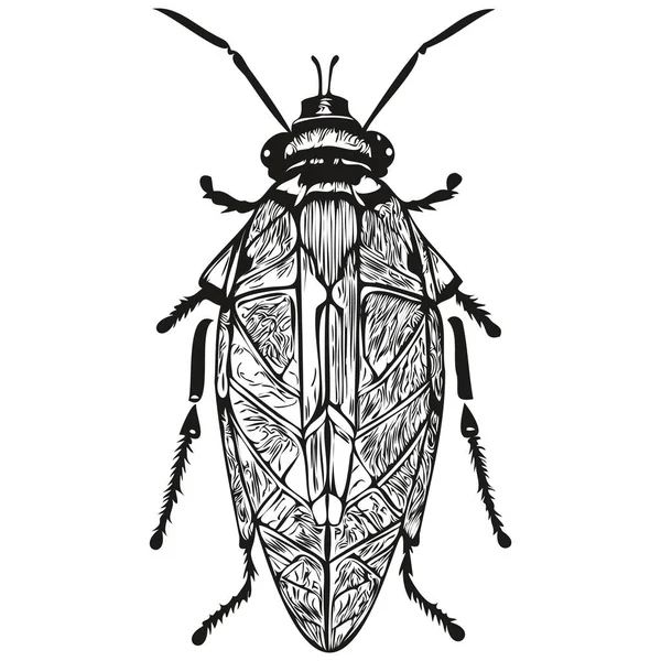 Handgezeichneter Käfer Vektorillustration Schwarz Weißer Käfer — Stockvektor