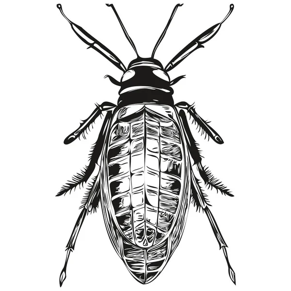 Hand Drawn Bug Vector Illustration Black White Bug — Stock Vector