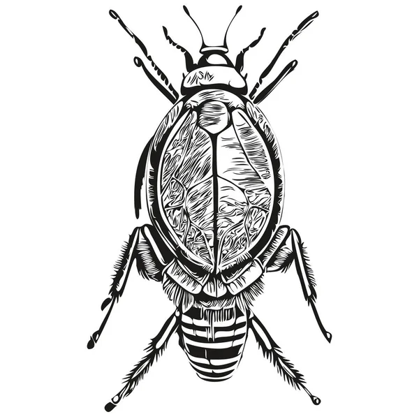 Handgezeichneter Cartoon Bug Vektor Vintage Illustration Bug — Stockvektor