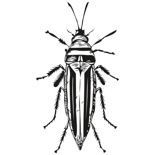 Realistic Bug Vector Hand Drawn Animal Illustration Bug — Stock Vector