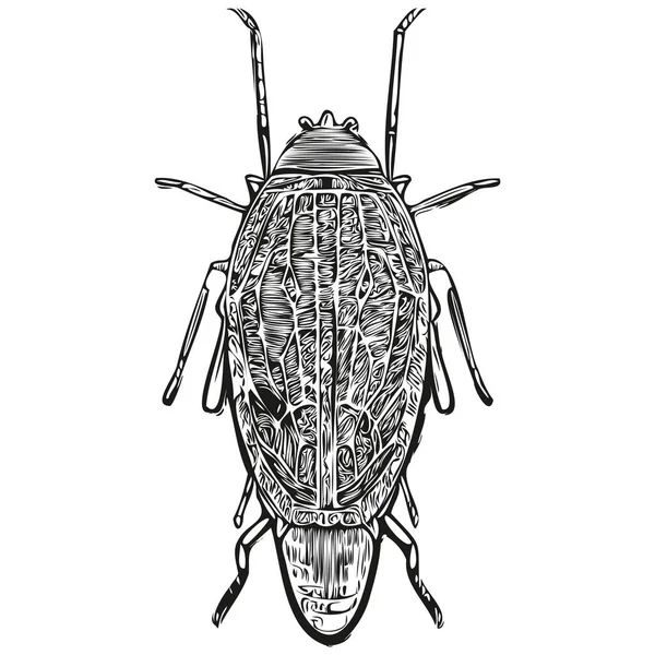 Realisztikus Bug Vektor Kézzel Rajzolt Állat Illusztráció Bug — Stock Vector