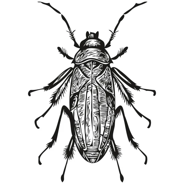Incisione Vintage Isolato Bug Illustrazione Taglio Inchiostro Schizzo Bug — Vettoriale Stock