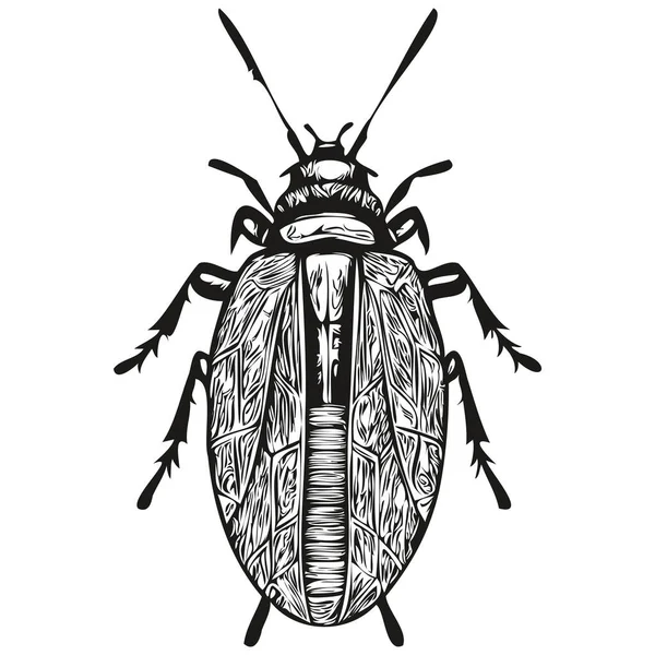 Incisione Vintage Isolato Bug Illustrazione Taglio Inchiostro Schizzo Bug — Vettoriale Stock