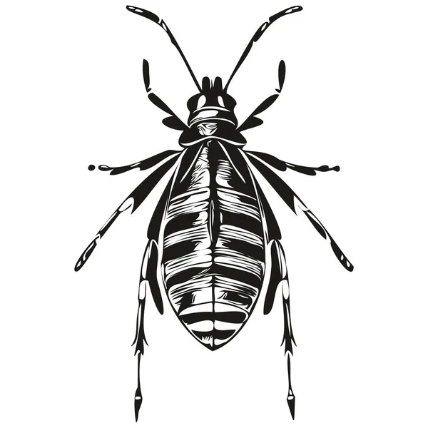Vector Image Silhouette Bug White Background Bug — Stock Vector