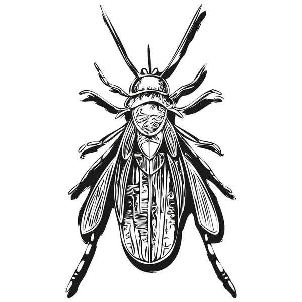 stock vector Vintage engrave isolated bug illustration cut ink sketch bug