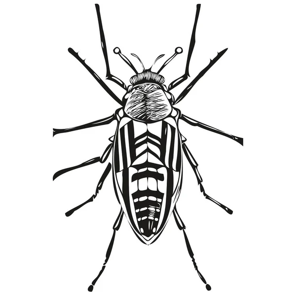 Vintage Engrave Isolated Bug Illustration Cut Ink Sketch Bug — Stock Vector