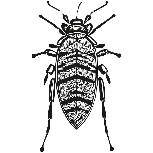 Bug Illustrazione Vintage Bug Vettoriale Bianco Nero — Vettoriale Stock