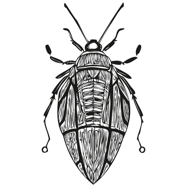 Bug Logo Schwarz Weiße Abbildung Handzeichnung Bug — Stockvektor