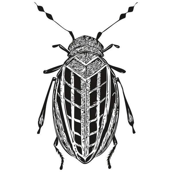 Bug Auf Weißem Hintergrund Handzeichnung Illustration Bug — Stockvektor