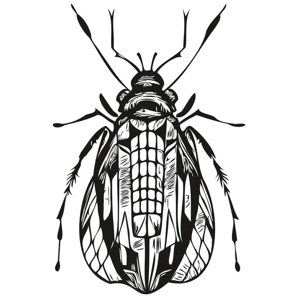 Croquis Insectes Dessin Main Faune Style Gravure Vintage Bug Vectoriel — Image vectorielle