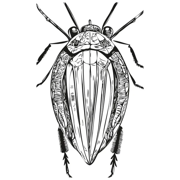 Schizzo Bug Disegno Mano Della Fauna Selvatica Stile Incisione Vintage — Vettoriale Stock