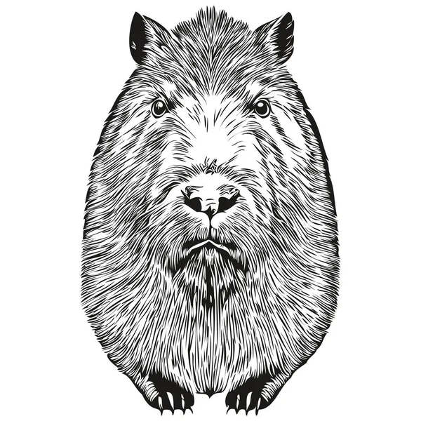 Capivara realista vector ilustração animal desenhada à mão capivaras