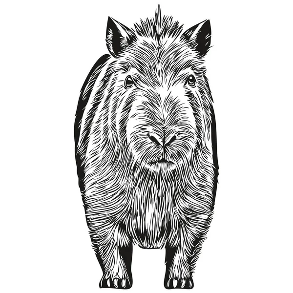 Gravieren Sie Capybara Illustration Vintage Handzeichnung Stil Capybara  Stock-Vektorgrafik von ©svetomircomua 650960134