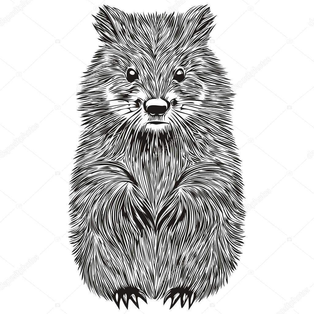 Hand drawn beaver on a white background, beaver