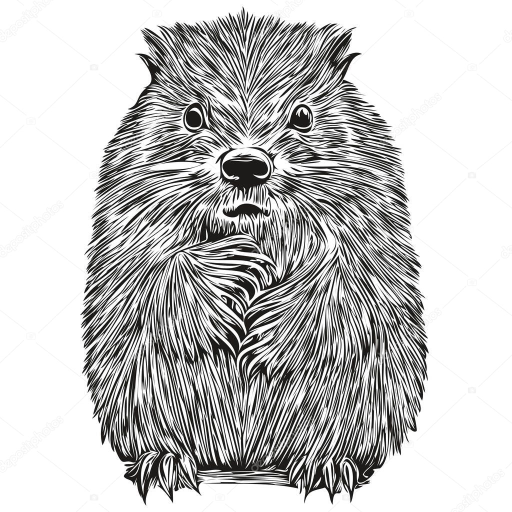 Beaver sketchy, graphic portrait of a beaver on a white background, beaver