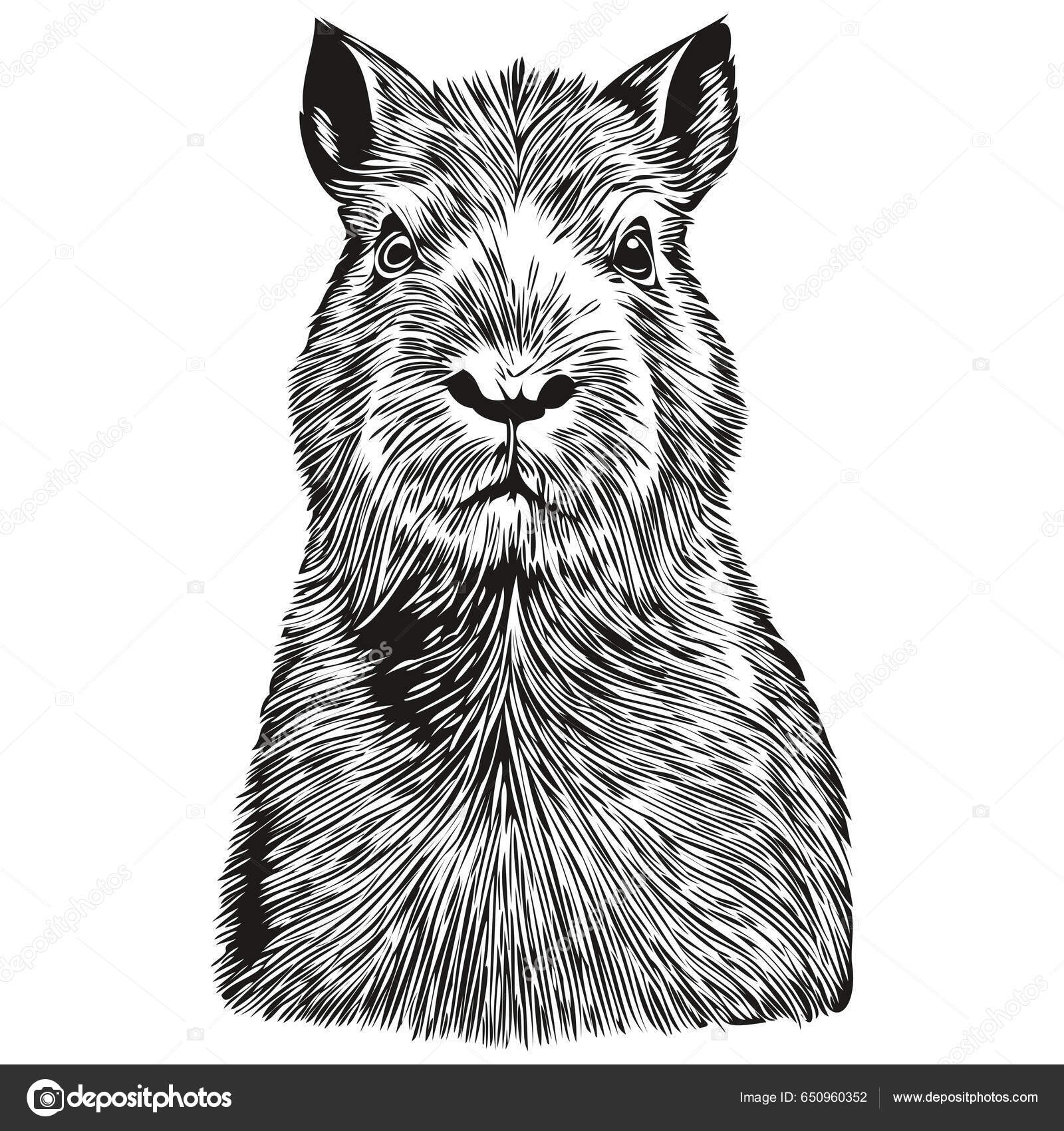 Vetores de Ilustração Do Vetor Do Capibara Isolado No Fundo Branco e mais  imagens de Capivara - iStock